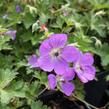 Kakost 'Azure Rush' - Geranium 'Azure Rush'