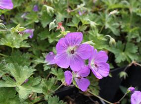 Kakost 'Azure Rush' - Geranium 'Azure Rush'