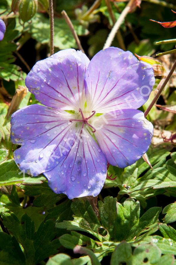 Kakost 'Azure Rush' - Geranium 'Azure Rush'