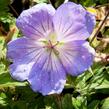 Kakost 'Azure Rush' - Geranium 'Azure Rush'