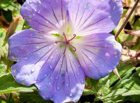 Kakost 'Azure Rush' - Geranium 'Azure Rush'