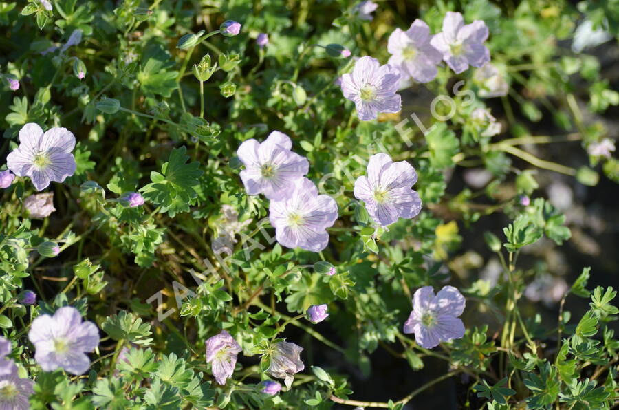 Kakost 'Apple Blossom' - Geranium lindavicum 'Apple Blossom'