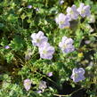 Kakost 'Apple Blossom' - Geranium lindavicum 'Apple Blossom'