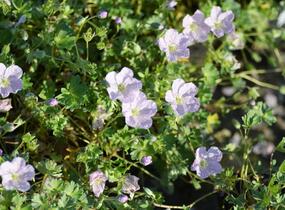 Kakost 'Apple Blossom' - Geranium lindavicum 'Apple Blossom'