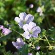 Kakost 'Apple Blossom' - Geranium lindavicum 'Apple Blossom'