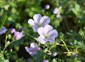 Kakost 'Apple Blossom' - Geranium lindavicum 'Apple Blossom'