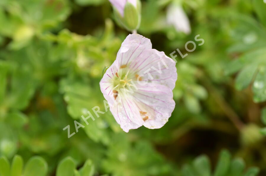 Kakost 'Apple Blossom' - Geranium lindavicum 'Apple Blossom'