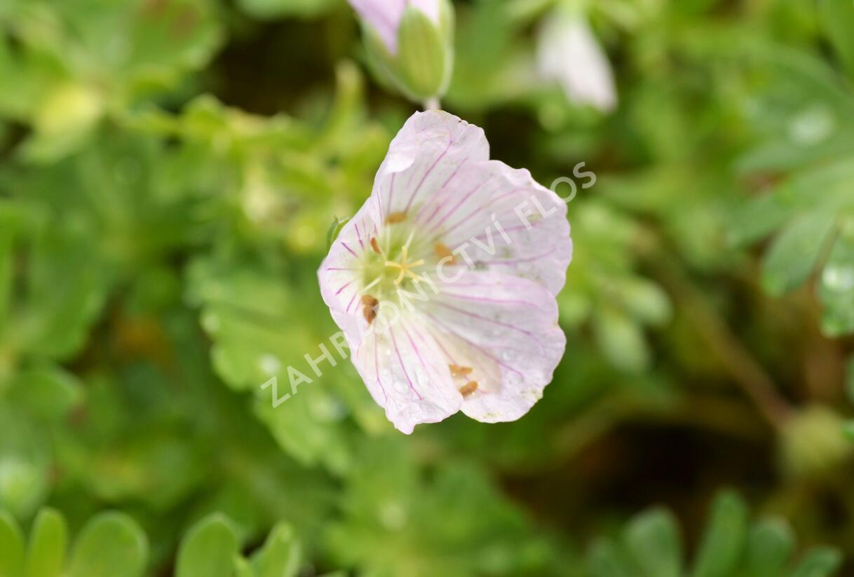 Kakost 'Apple Blossom' - Geranium lindavicum 'Apple Blossom'