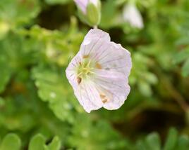 Kakost 'Apple Blossom'