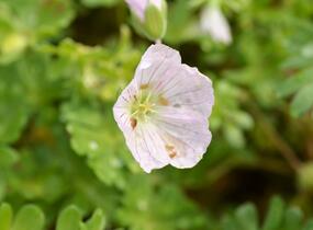 Kakost 'Apple Blossom' - Geranium lindavicum 'Apple Blossom'