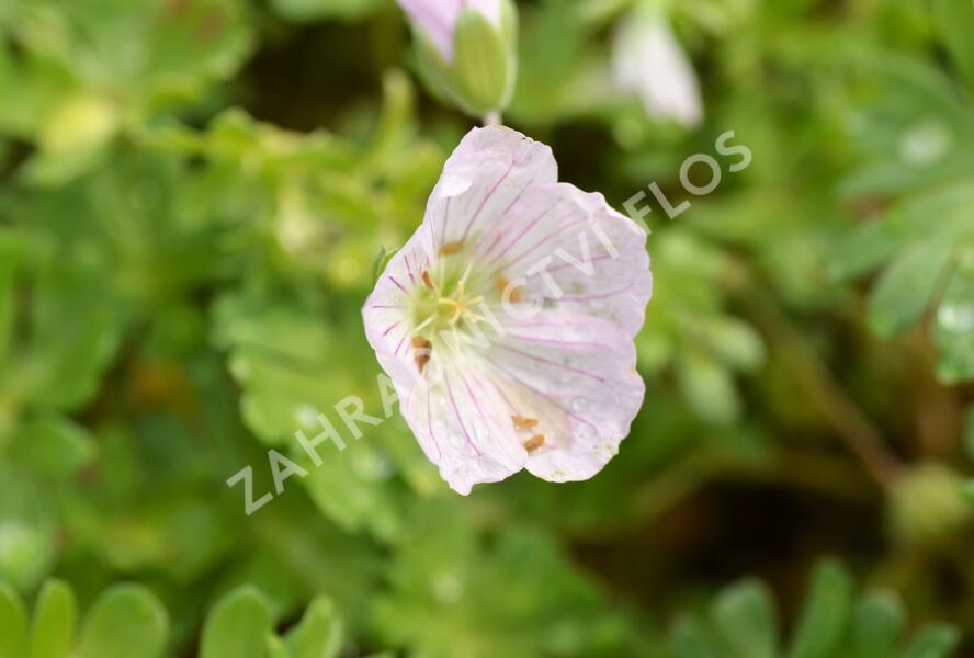 Kakost 'Apple Blossom' - Geranium lindavicum 'Apple Blossom'