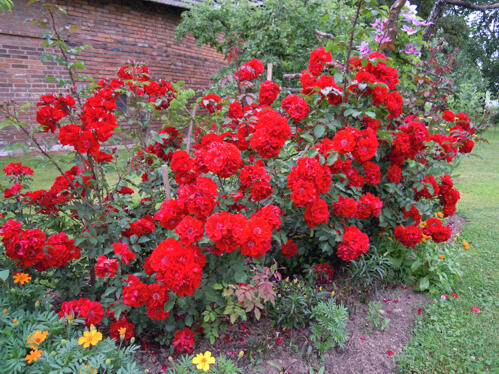 Růže mnohokvětá 'Roter Korsar' - Rosa MK 'Roter Korsar'