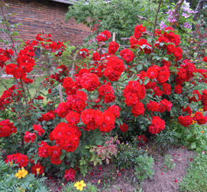 Růže mnohokvětá 'Roter Korsar' - Rosa MK 'Roter Korsar'