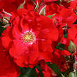 Růže mnohokvětá 'Roter Korsar' - Rosa MK 'Roter Korsar'