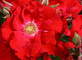 Růže mnohokvětá 'Roter Korsar' - Rosa MK 'Roter Korsar'