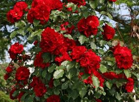 Růže mnohokvětá 'Roter Korsar' - Rosa MK 'Roter Korsar'