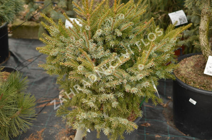 Smrk omorika 'Nana' - Picea omorika 'Nana'