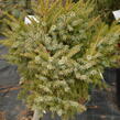 Smrk omorika 'Nana' - Picea omorika 'Nana'