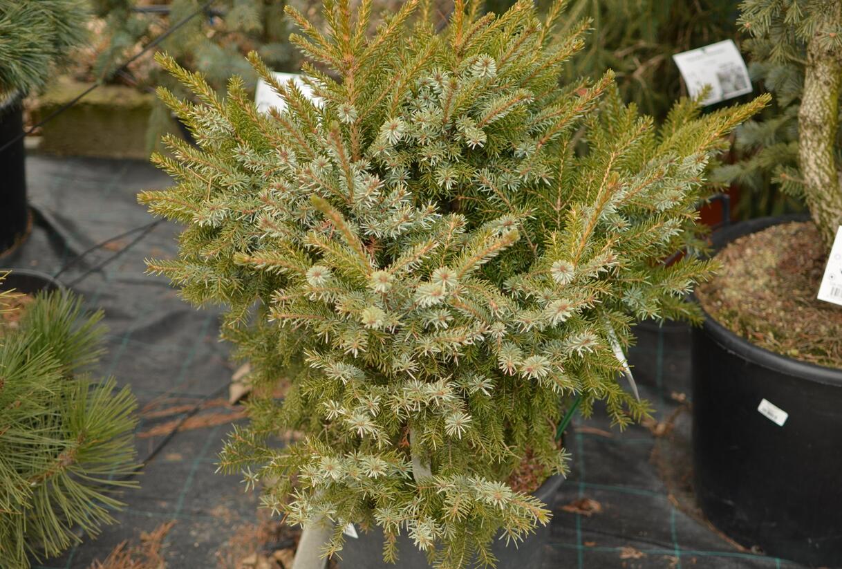 Smrk omorika 'Nana' - Picea omorika 'Nana'