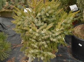 Smrk omorika 'Nana' - Picea omorika 'Nana'