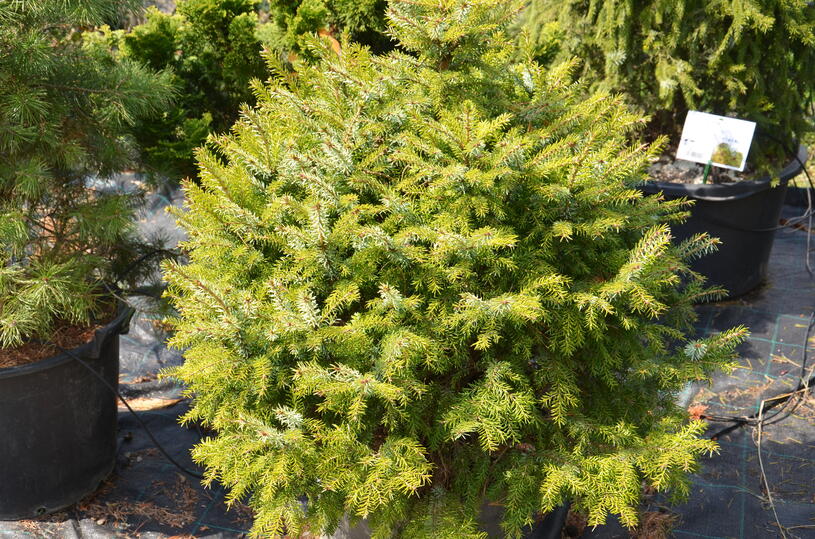 Zahradnictvi-flos.cz: Smrk omorika Nana - Picea omorika Nana , Kontejner o objemu 20 litrů velikost 40 - 60 cm