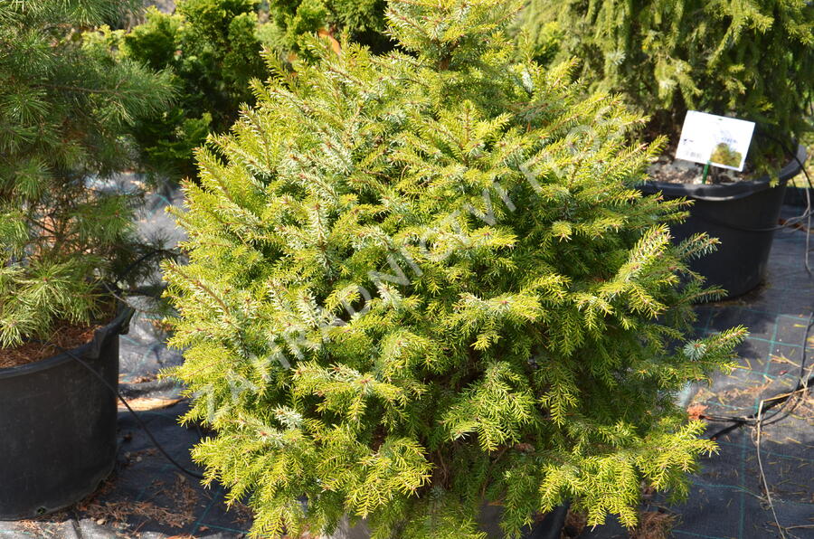 Smrk omorika 'Nana' - Picea omorika 'Nana'