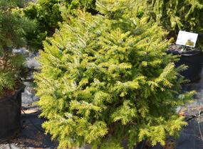 Smrk omorika 'Nana' - Picea omorika 'Nana'