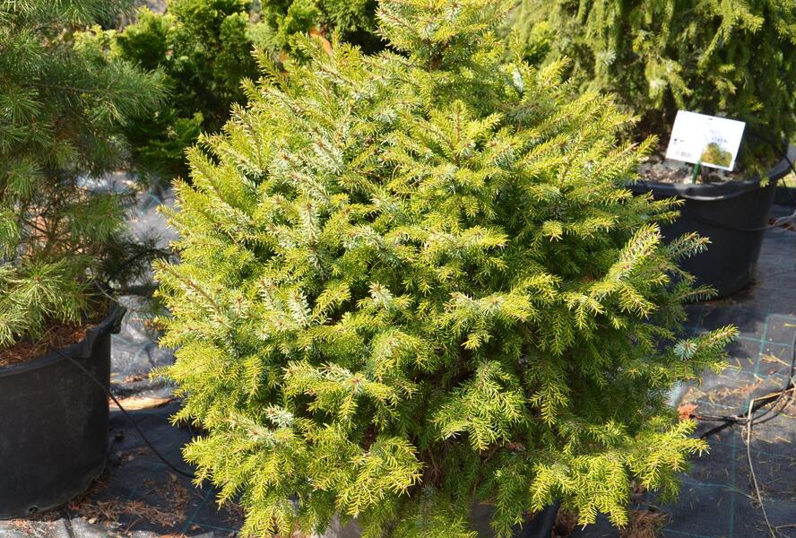 Smrk omorika 'Nana' - Picea omorika 'Nana'