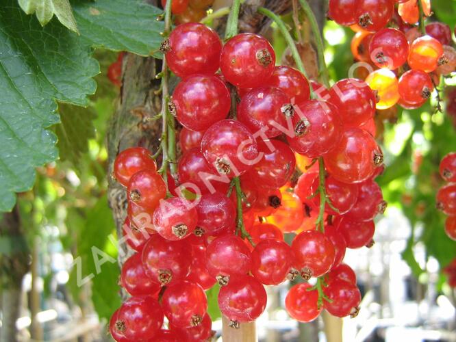 Rybíz červený 'Maraton' - Ribes rubrum 'Maraton'