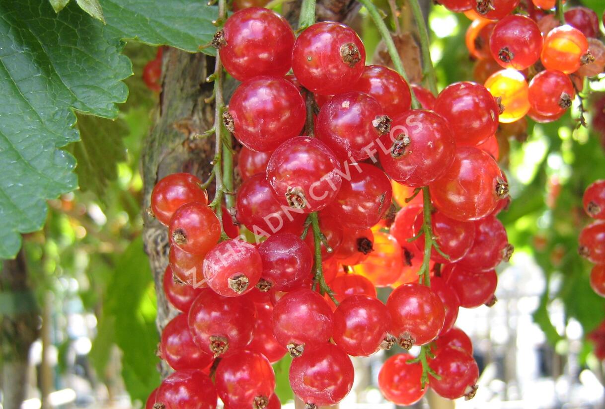 Rybíz červený 'Maraton' - Ribes rubrum 'Maraton'
