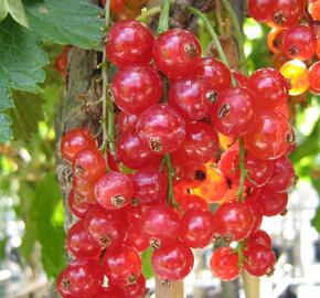 Rybíz červený 'Maraton' - Ribes rubrum 'Maraton'