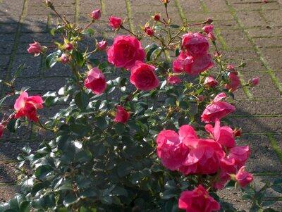 Růže půdopokryvná Kordes 'Palmengarten Frankfurt' - Rosa PK 'Palmengarten Frankfurt'