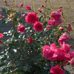 Růže půdopokryvná Kordes 'Palmengarten Frankfurt' - Rosa PK 'Palmengarten Frankfurt'