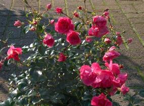 Růže půdopokryvná Kordes 'Palmengarten Frankfurt' - Rosa PK 'Palmengarten Frankfurt'