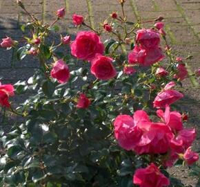 Růže půdopokryvná Kordes 'Palmengarten Frankfurt'
