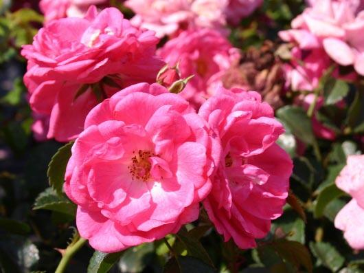 Růže půdopokryvná Kordes 'Palmengarten Frankfurt' - Rosa PK 'Palmengarten Frankfurt'