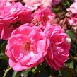 Růže půdopokryvná Kordes 'Palmengarten Frankfurt' - Rosa PK 'Palmengarten Frankfurt'