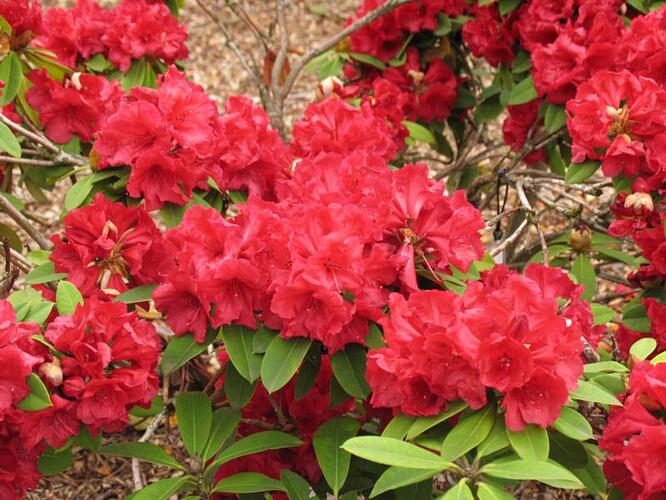 Pěnišník 'Lord Roberts' - Rhododendron 'Lord Roberts'