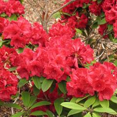 Pěnišník 'Lord Roberts' - Rhododendron 'Lord Roberts'