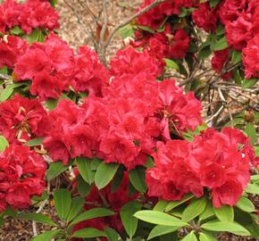 Pěnišník 'Lord Roberts' - Rhododendron 'Lord Roberts'