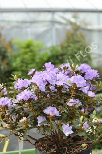 Pěnišník obtížený 'Ramapo' - Rhododendron impeditum 'Ramapo'