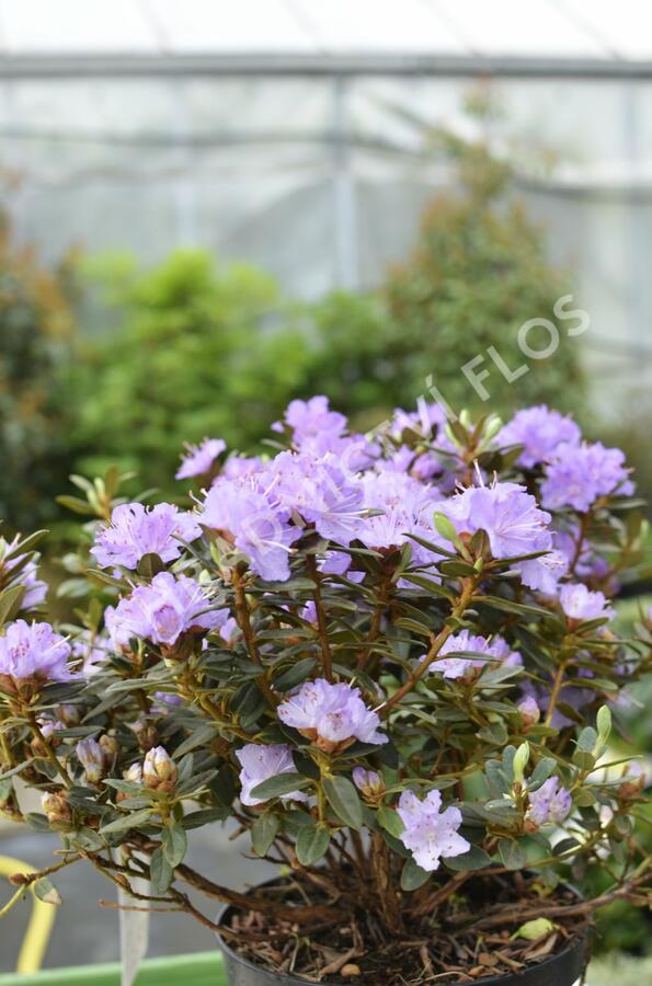 Pěnišník 'Ramapo' - Rhododendron 'Ramapo'