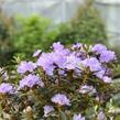 Pěnišník obtížený 'Ramapo' - Rhododendron impeditum 'Ramapo'