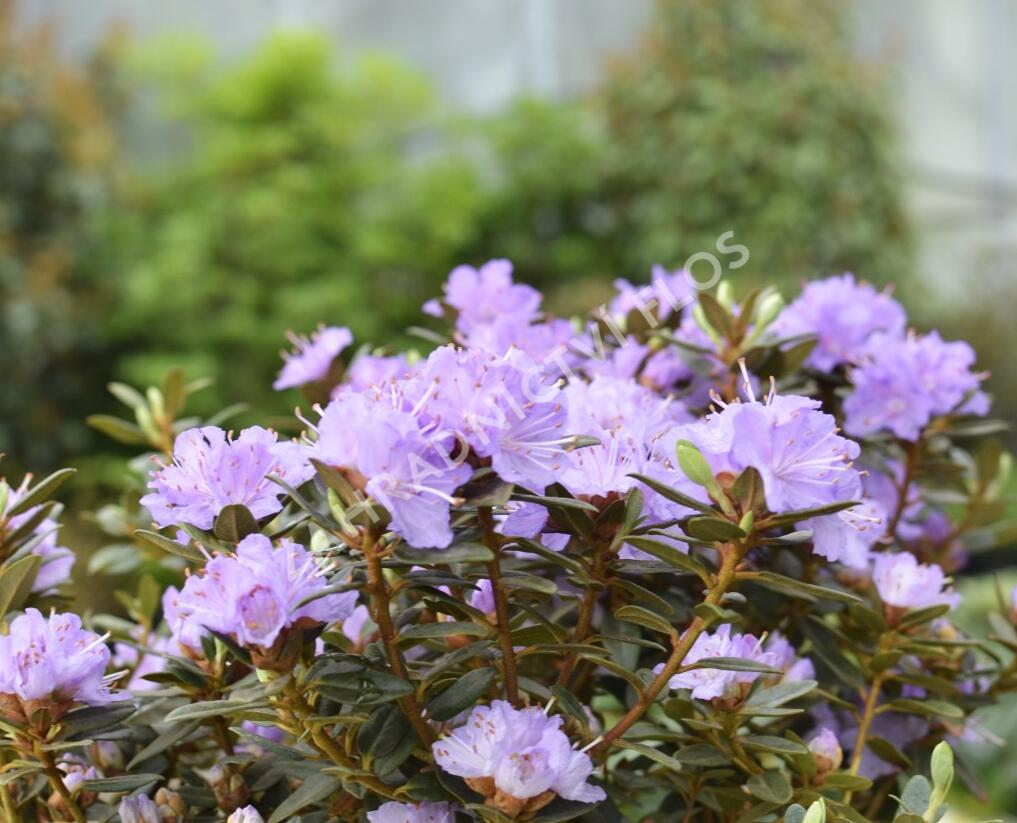 Pěnišník obtížený 'Ramapo' - Rhododendron impeditum 'Ramapo'