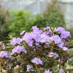 Pěnišník 'Ramapo' - Rhododendron 'Ramapo'