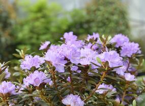 Pěnišník obtížený 'Ramapo' - Rhododendron impeditum 'Ramapo'