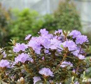 Pěnišník 'Ramapo' - Rhododendron 'Ramapo'