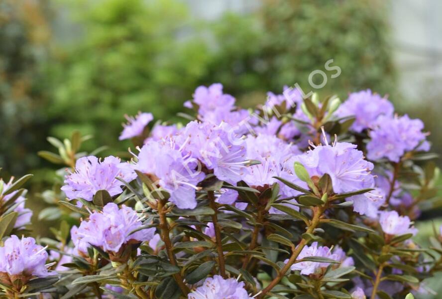 Pěnišník obtížený 'Ramapo' - Rhododendron impeditum 'Ramapo'