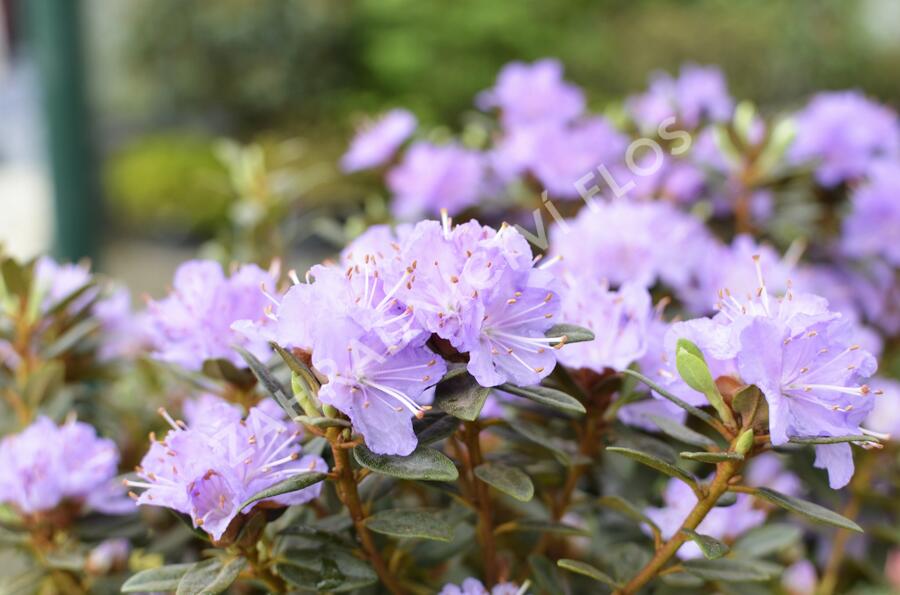 Pěnišník obtížený 'Ramapo' - Rhododendron impeditum 'Ramapo'