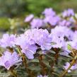 Pěnišník obtížený 'Ramapo' - Rhododendron impeditum 'Ramapo'